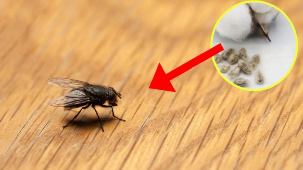 Comment éloigner les mouches avec une boule de coton : la méthode efficace pour faire fuir les mouches domestiques