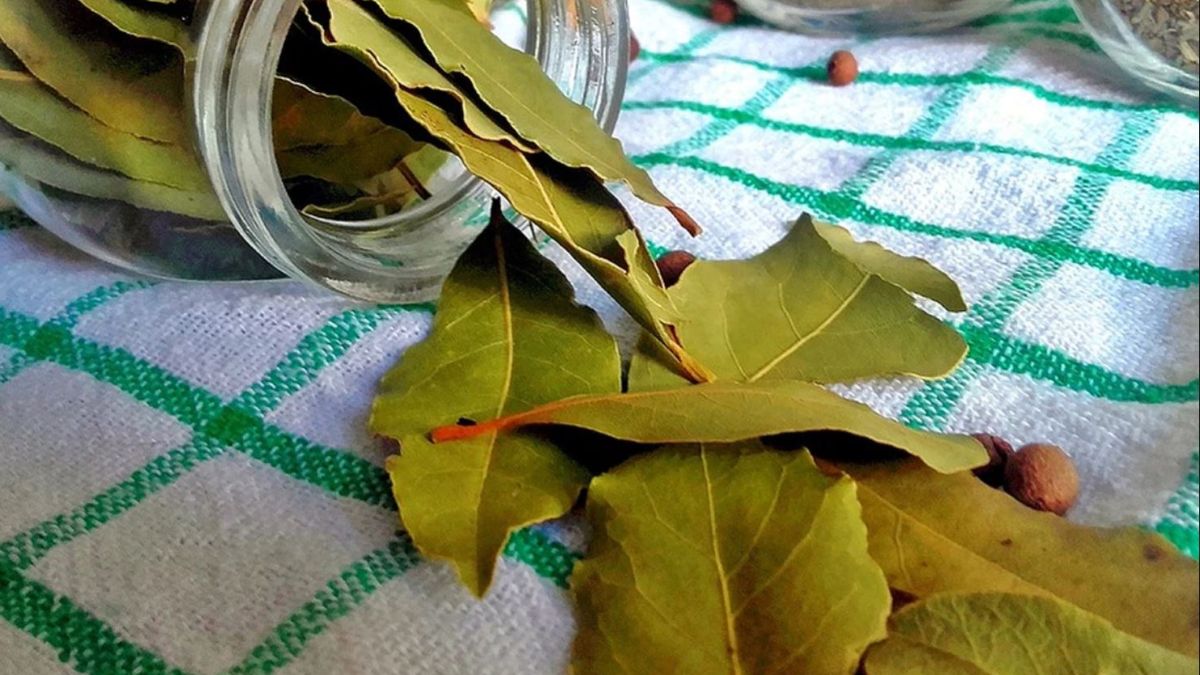 Faites bouillir les feuilles de laurier : voici les bienfaits pour la santé