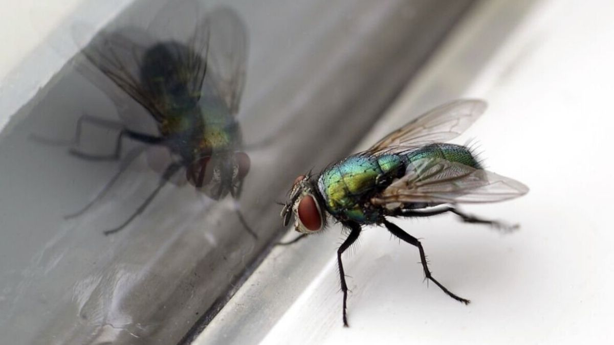 Présence de mouches chez soi ou dans le jardin : comment s’en débarrasser avec des méthodes naturelles ?
