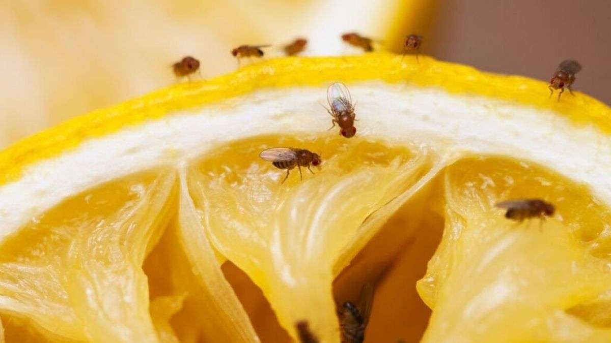 Comment se débarrasser des mouches des fruits - une astuce simple et efficace