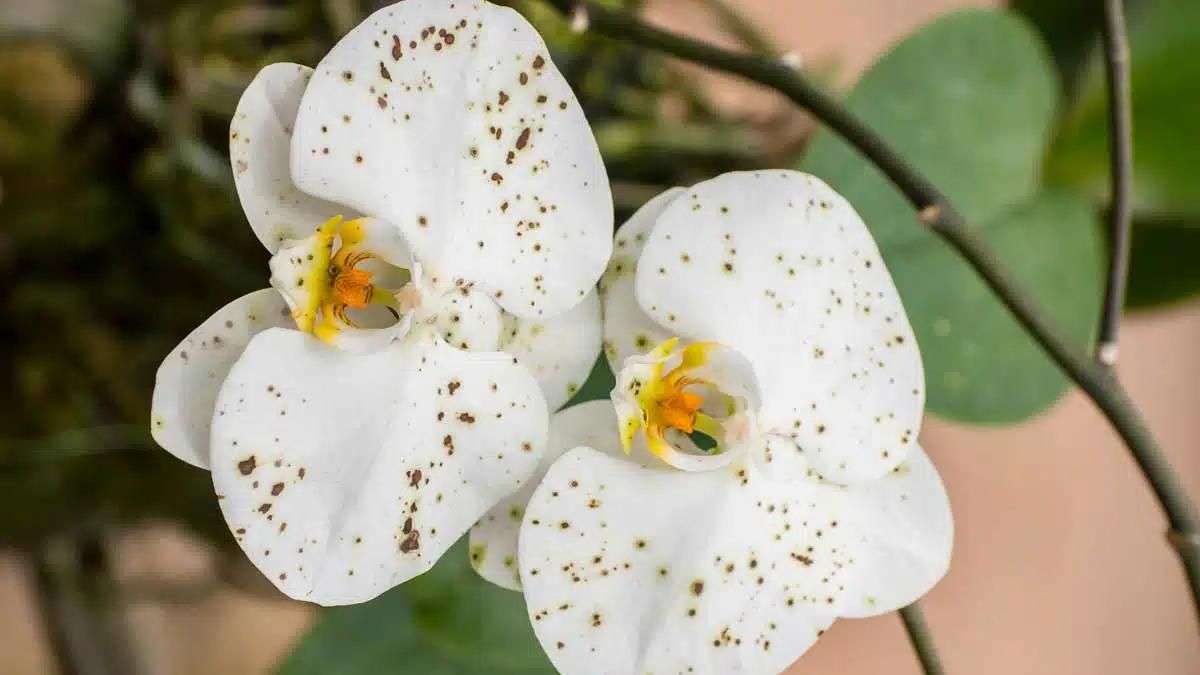 Conseils pour entretenir vos orchidées