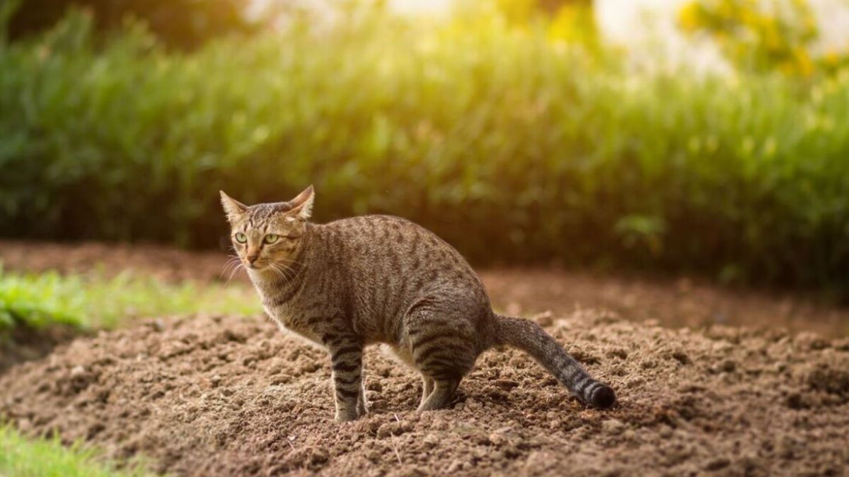 Cinq méthodes sûres et efficaces pour empêcher les chats de faire leurs besoins dans les jardins