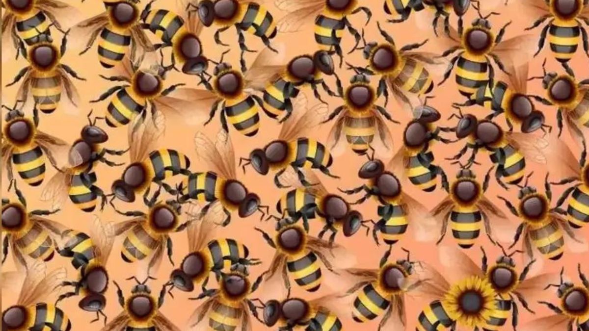 Illusion d’optique : seul 1 % des téléspectateurs peuvent repérer un tournesol parmi ces abeilles