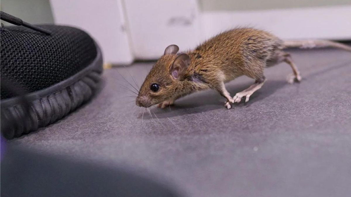 Comment éloigner définitivement les souris ?