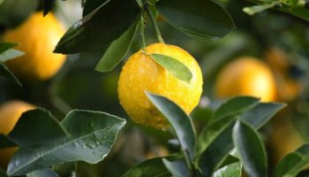 comment entretenir un citronnier
