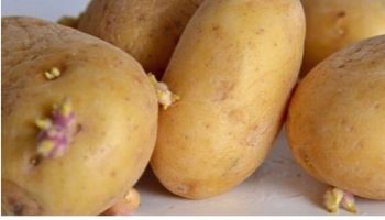 éviter les pommes de terre de germer