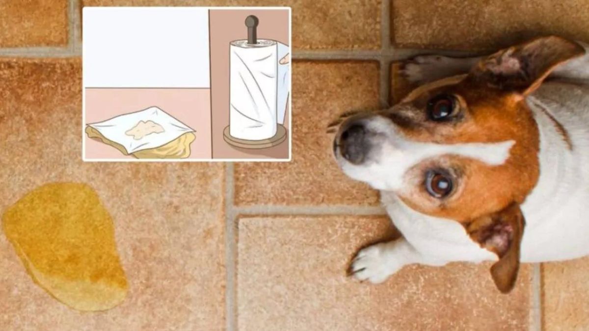 Les erreurs à ne pas commettre lorsque votre chien fait pipi dans la maison : Vous risquez de répandre la mauvaise odeur !