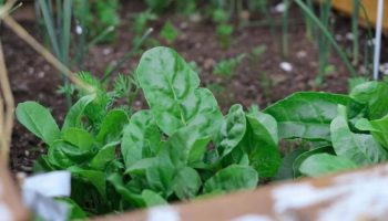 Comment cultiver les épinards : tout ce qu’il faut savoir
