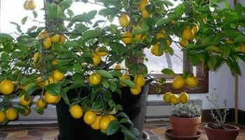 planter un citronnier en pot