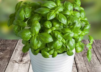 comment faire pousser du basilic ?
